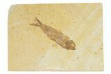 Detailed Fossil Fish (Knightia) - Wyoming #345376-1